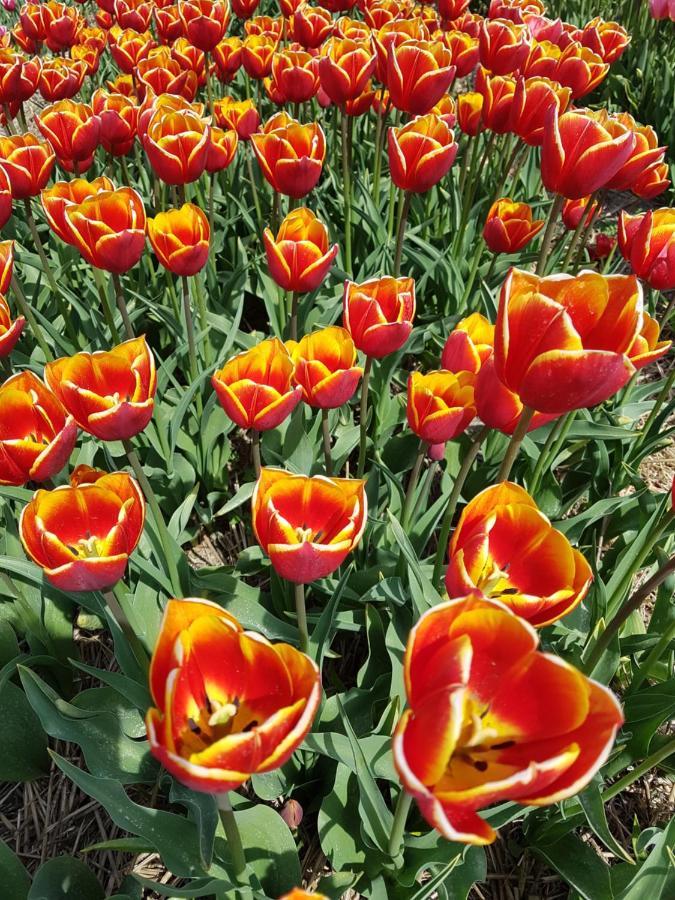Romantisch Huisje Nabij Het Strand Met Uitzicht Op De Tulpenvelden Julianadorp Exteriör bild