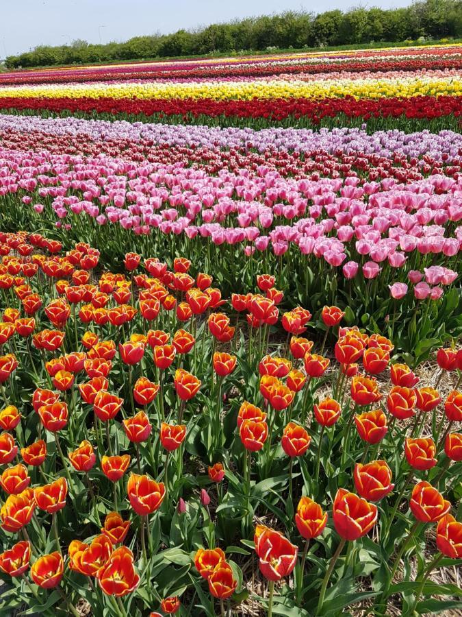 Romantisch Huisje Nabij Het Strand Met Uitzicht Op De Tulpenvelden Julianadorp Exteriör bild