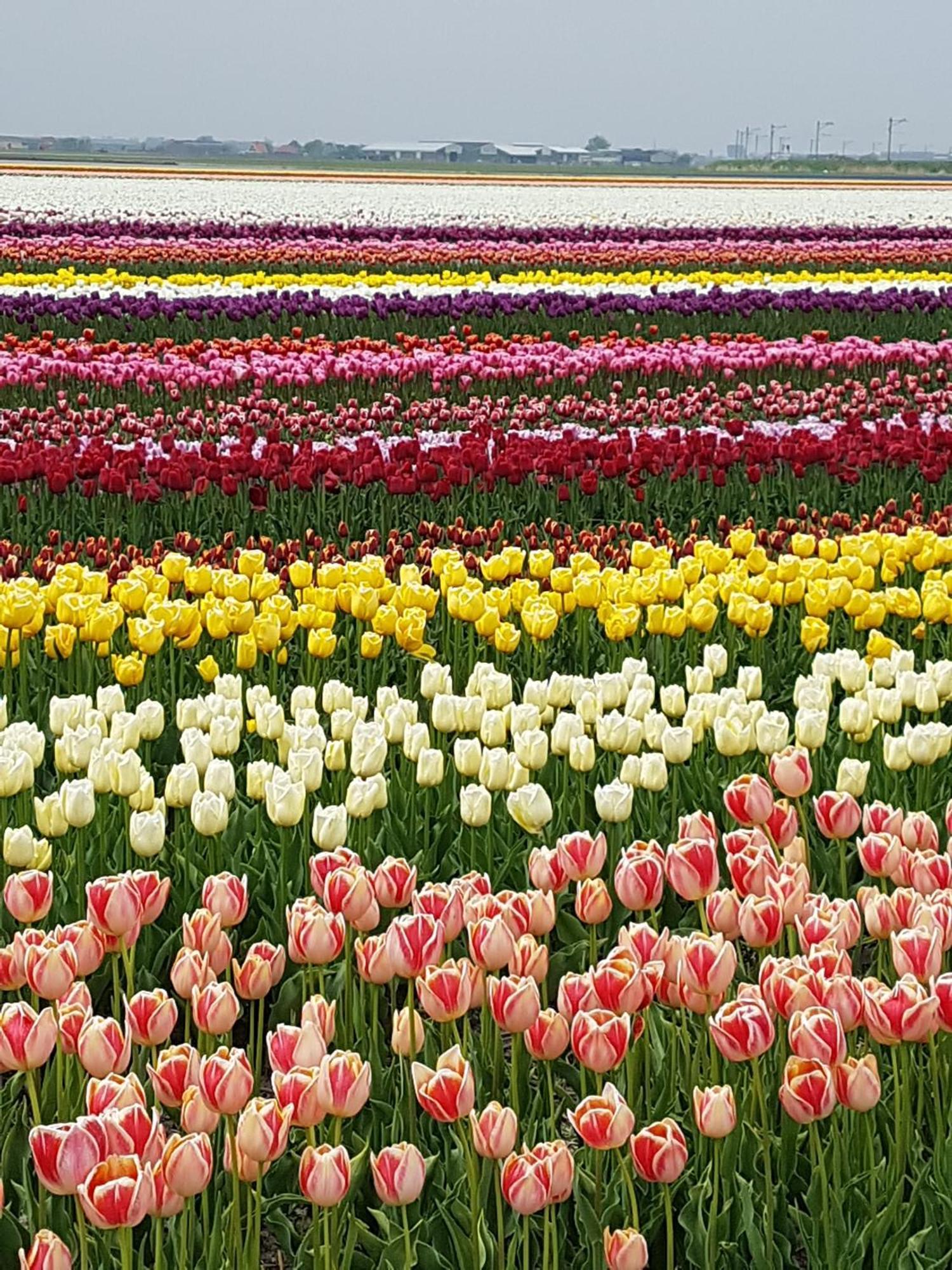 Romantisch Huisje Nabij Het Strand Met Uitzicht Op De Tulpenvelden Julianadorp Exteriör bild