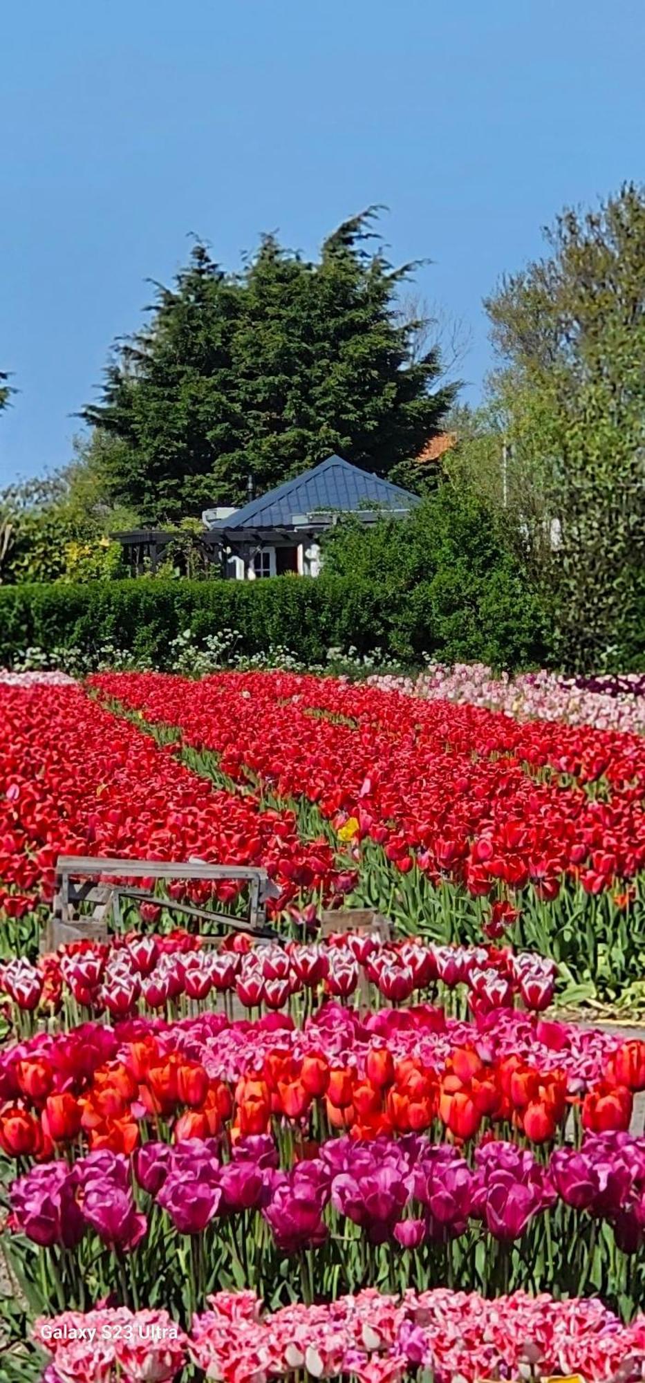 Romantisch Huisje Nabij Het Strand Met Uitzicht Op De Tulpenvelden Julianadorp Exteriör bild