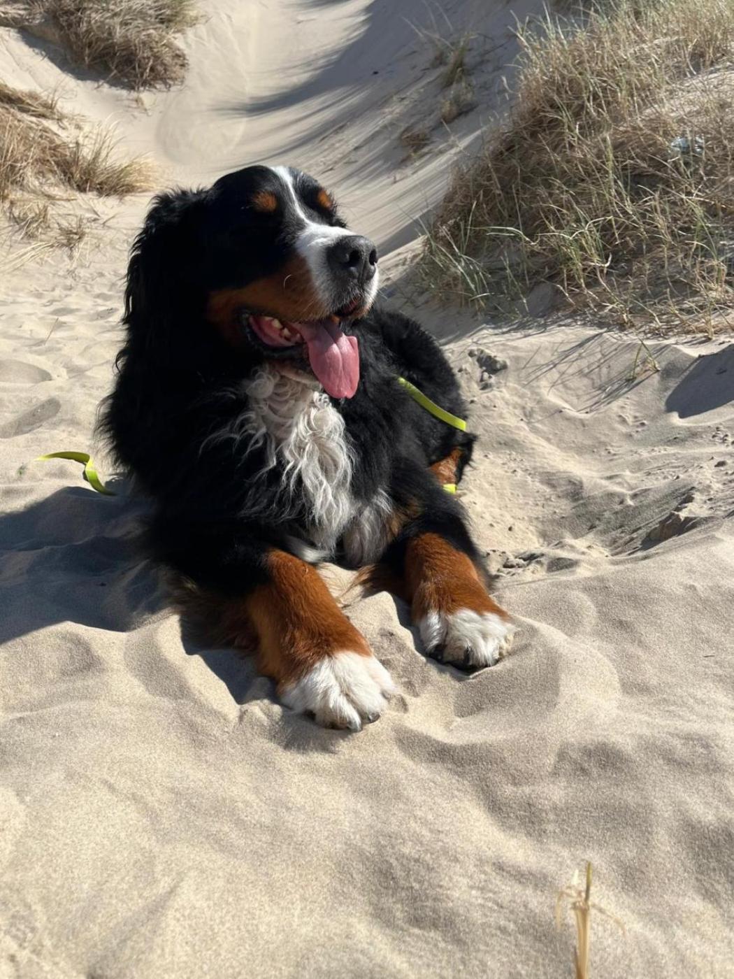 Romantisch Huisje Nabij Het Strand Met Uitzicht Op De Tulpenvelden Julianadorp Exteriör bild
