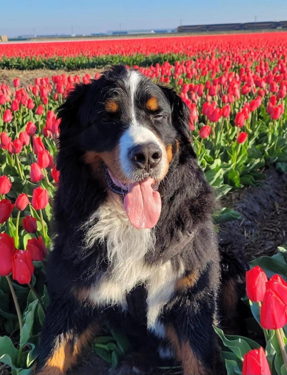 Romantisch Huisje Nabij Het Strand Met Uitzicht Op De Tulpenvelden Julianadorp Exteriör bild