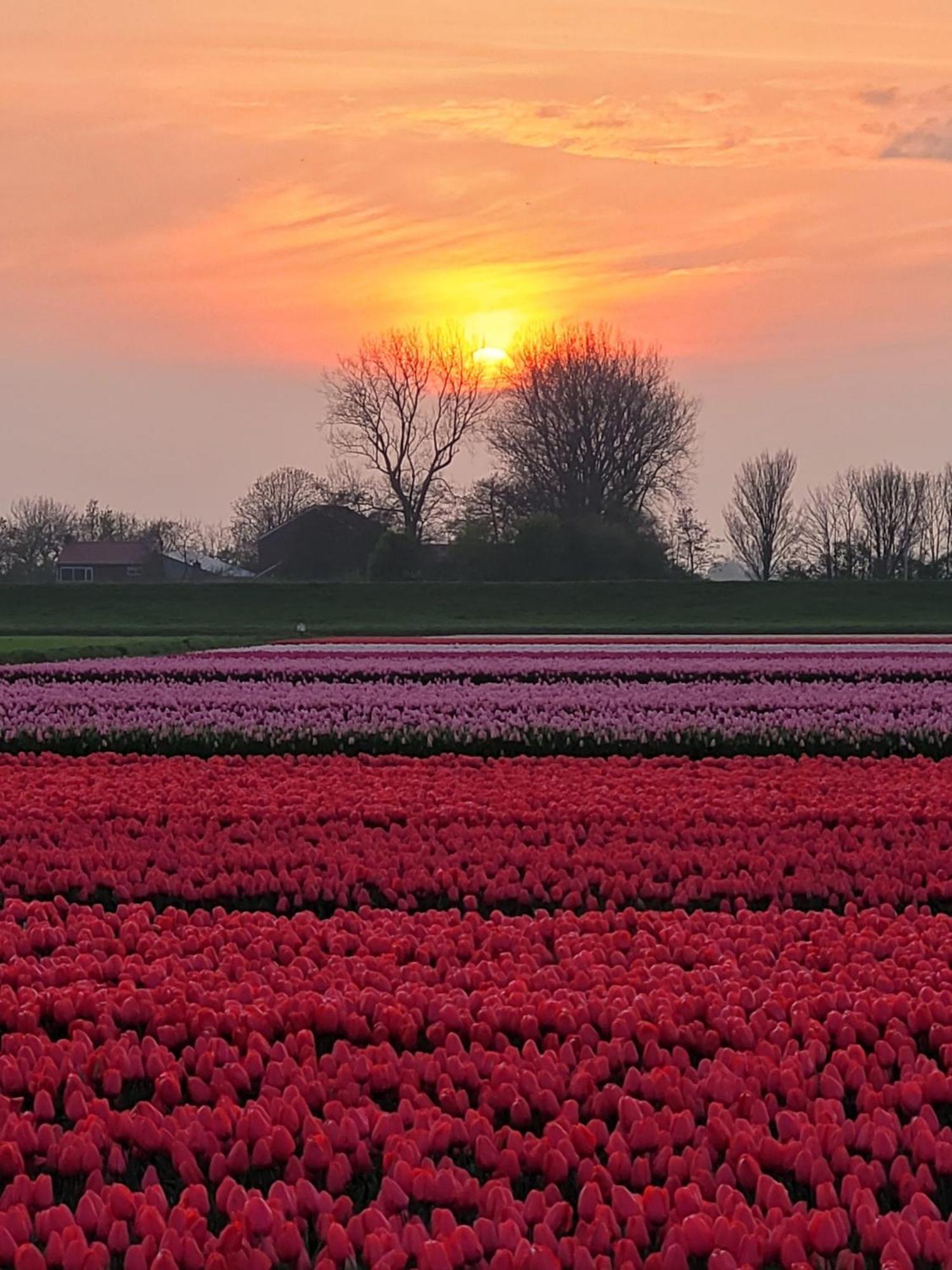 Romantisch Huisje Nabij Het Strand Met Uitzicht Op De Tulpenvelden Julianadorp Exteriör bild